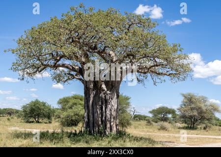 Baobab en feuille, parc national de Tarangire, Tanzanie Banque D'Images