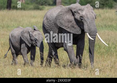 Éléphant, vache avec veau, Parc national de Tarangire, Tanzanie Banque D'Images