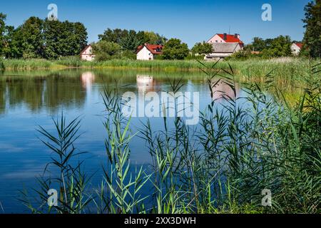 Staw Żabiniec Duzy, village de Ruda Sułowska, zones humides dans la réserve naturelle des étangs de Milicz, partie du parc paysager de la vallée de Barycz, basse-Silésie, Pologne Banque D'Images
