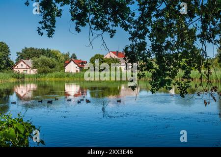 Staw Żabiniec Duzy, village de Ruda Sułowska, zones humides dans la réserve naturelle des étangs de Milicz, partie du parc paysager de la vallée de Barycz, basse-Silésie, Pologne Banque D'Images