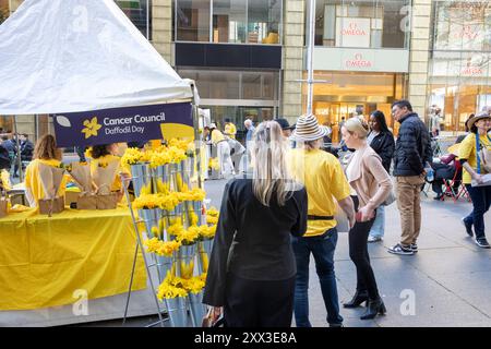 Cancer Council of Australia vendant des jonquilles lors de la journée annuelle de jonquille du 22 août 2024, la jonquille est un symbole d'espoir pour les personnes atteintes de cancer et vise à collecter des fonds importants pour soutenir la recherche, Martin place dans le centre-ville de Sydney en Australie, jeudi 22 août 2024. Credit Martin Berry @ Alamy Live news. Banque D'Images