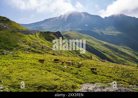 Un troupeau de vaches pèse sur une prairie alpine le long d'une route alpine Grossglockner dans le parc national de Hohe Tauern, en Autriche. Hautes montagnes dans les nuages. Hig Banque D'Images