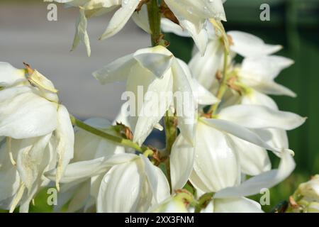 Belles fleurs lumineuses, paysage coloré de la nature et du temps. Fleurs blanches, cloches lumineuses de yucca de rue poussant dans un parc dans la ville de Dniprо. Banque D'Images