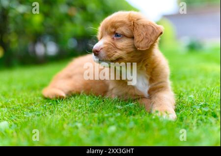 Canard toller retriever de Nouvelle-écosse chien chiot couché sur l'herbe, fond lisse Banque D'Images