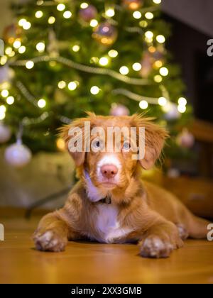 Portrait de chien chiot toller de canard de la Nouvelle-écosse retriever, arbre de noël sur fond Banque D'Images
