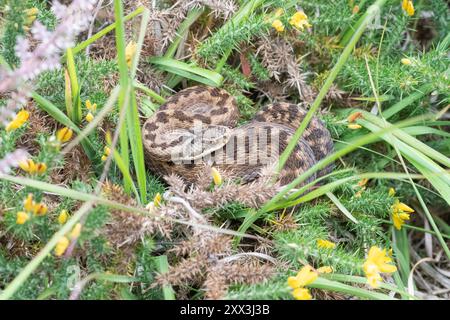 Additionneur femelle (Vipera berus) se prélassant dans un habitat naturel dans le Hampshire, Angleterre, Royaume-Uni Banque D'Images