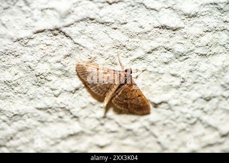 Une photographie macro capturant les détails délicats d'un papillon de nuit reposant sur un mur blanc, mettant en évidence ses motifs complexes et ses textures dans un style minimaliste Banque D'Images