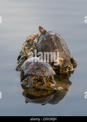 Couple de tortues se relaxant et bronzer sur un rocher dans un étang Banque D'Images