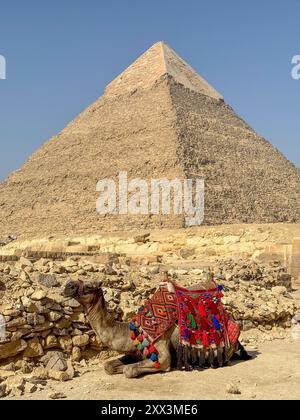 les grandes pyramides de gizeh avec chameau Banque D'Images