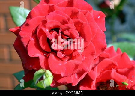 Belle et lumineuse floraison printemps, fleurs d'été. Boutons de rose rouges et bouclés avec des feuilles et des tiges vertes poussant dans le jardin. Banque D'Images