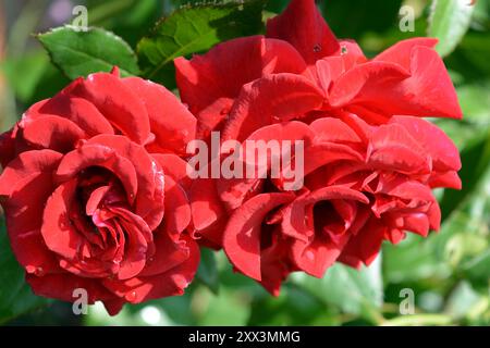 Belle et lumineuse floraison printemps, fleurs d'été. Boutons de rose rouges et bouclés avec des feuilles et des tiges vertes poussant dans le jardin. Banque D'Images