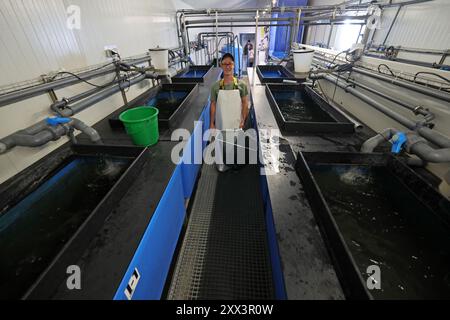 Rostock, Allemagne. 21 août 2024. Dans la 'FischGlasHaus', la zone de recherche aquaponique de la Faculté des sciences agricoles et environnementales de l'Université de Rostock, il y a des réservoirs avec des poissons-chats africains. Le département aquaponique mène des recherches sur la façon dont la production combinée de poissons et de plantes peut le mieux réussir. Crédit : Bernd Wüstneck/dpa/Alamy Live News Banque D'Images