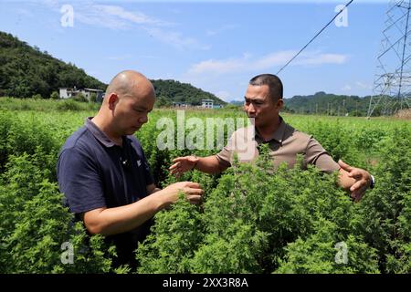 LIUZHOU, CHINE - 21 AOÛT 2024 - Un membre du personnel vérifie la croissance d'artemisia annua dans la ville de Liuzhou, dans la région autonome de Guangxi Zhuang, en Chine du Sud Banque D'Images