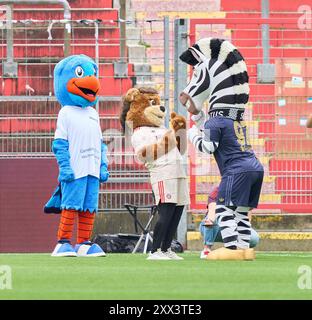 Unterhaching, Allemagne. 20 août 2024. Jay la mascotte zèbre de la Juventus, Mia FCB femmes Maskottchen, Maskottchen der Allianz AG dans le match de football féminin FC BAYERN Muenchen - JUVENTUS TURIN 0-0 le 20 août 2024 à Munich, Allemagne. Saison 2024/2025, 1.Bundesliga, FCB, Muenchen, Google Pixel, Frauen Bundesliga Journée x, x. Spieltag photographe : ddp images/STAR-images crédit : ddp Media GmbH/Alamy Live News Banque D'Images