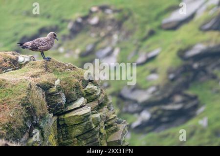 Great Skua, ou bonxie (Stercorarius skua), Unst, Shetland Banque D'Images