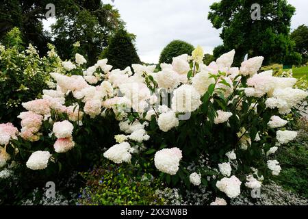 Hortensia paniculata en fleurs ou hortensia paniculée - John Gollop Banque D'Images