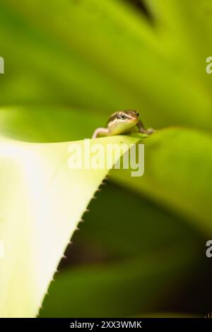 Gros plan de Seychelles skink gecko sur feuille verte, Mahé Seychelles Banque D'Images