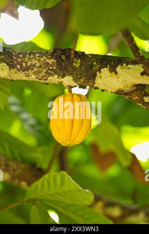 Cacao sur arbre dans le jardin d'épices sur Mahé, Seychelles Banque D'Images