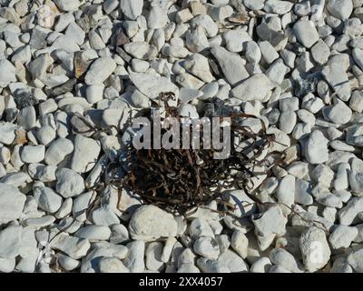 Le bladderwrack séché et les algues marines sur la plage, fascinants par leur structure végétale, offrent un aperçu du monde sous-marin et de l'écologie côtière. Banque D'Images