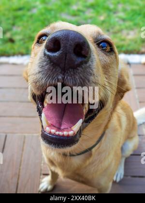 Mon chien Teo toujours en alerte avec ses jouets Banque D'Images