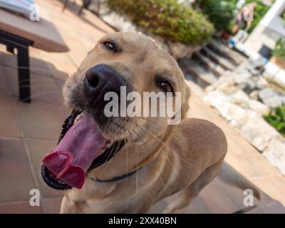 Mon chien Teo toujours en alerte avec ses jouets Banque D'Images