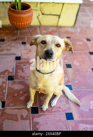 Mon chien Teo toujours en alerte avec ses jouets Banque D'Images