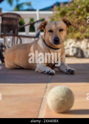 Mon chien Teo toujours en alerte avec ses jouets Banque D'Images