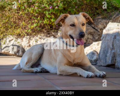 Mon chien Teo toujours en alerte avec ses jouets Banque D'Images