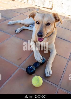 Mon chien Teo toujours en alerte avec ses jouets Banque D'Images