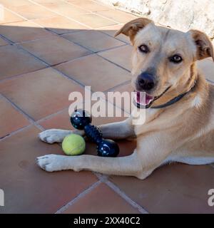 Mon chien Teo toujours en alerte avec ses jouets Banque D'Images