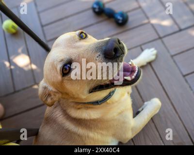 Mon chien Teo toujours en alerte avec ses jouets Banque D'Images