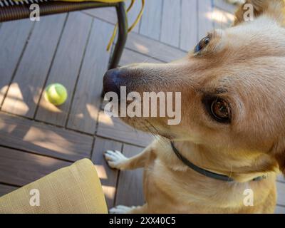 Mon chien Teo toujours en alerte avec ses jouets Banque D'Images