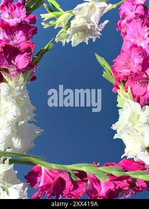 arrangement vibrant de fleurs de glaïeule rose et blanc encadrant reflété dans le miroir contre un ciel bleu profond. couleurs vives et composition naturelle Banque D'Images