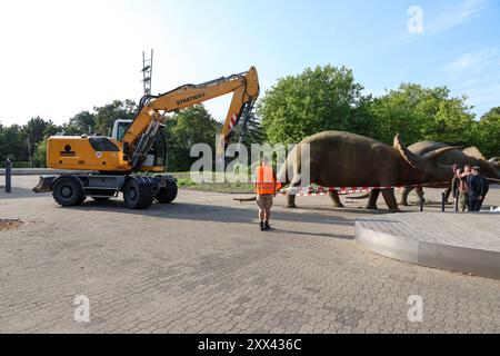 Wenn schwere Dinos fliegen - Modelle vor dem LWL-Museum für Naturkunde versetzt. Wahrzeichen des musées kennzeichnen neuen Museumseingang. DAS LWL-Museum für Naturkunde bekommt einen Anbau auf dem Museumsvorplatz. für die Zeit der Bauarbeiten markieren die Dinos den neuen, vorübergehenden Eingang in das Museum. Münster, Nordrhein-Westfalen, DEU, Deutschland, 22.08.2024 *** lorsque des modèles de dinosaures lourds volent devant le Musée d'histoire naturelle de LWL les monuments du musée marquent la nouvelle entrée du musée le Musée d'histoire naturelle de LWL obtient une extension sur le parvis du musée Banque D'Images