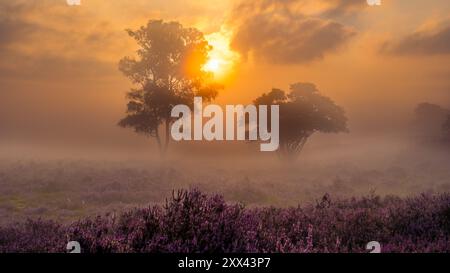 Un lever de soleil serein baigne les champs de bruyère dans une lumière douce, avec une brume qui monte doucement et des silhouettes d'arbres debout en harmonie avec la nature. Zuiderheide Veluwe pays-Bas Banque D'Images