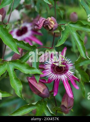 Superbe passiflora rose passion Flowers, poussant dans la serre au RHS Wisley Garden, Surrey, Royaume-Uni. Banque D'Images