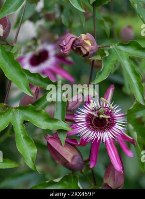 Superbe passiflora rose passion Flowers, poussant dans la serre au RHS Wisley Garden, Surrey, Royaume-Uni. Banque D'Images