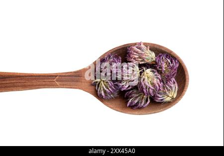 Vue plate de Trifolium pratense séché les têtes de fleur de trèfle rouge sur cuillère en bois sur fond blanc. Plante médicinale à base de plantes. Banque D'Images