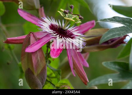 Superbe passiflora rose passion Flowers, poussant dans la serre au RHS Wisley Garden, Surrey, Royaume-Uni. Banque D'Images