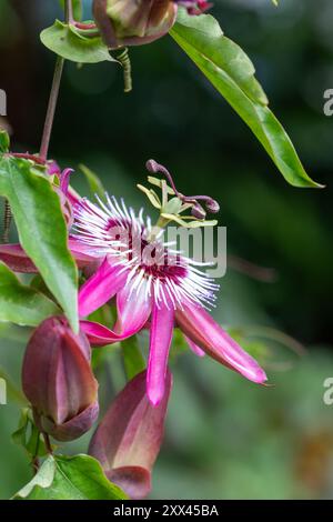 Superbe passiflora rose passion Flowers, poussant dans la serre au RHS Wisley Garden, Surrey, Royaume-Uni. Banque D'Images