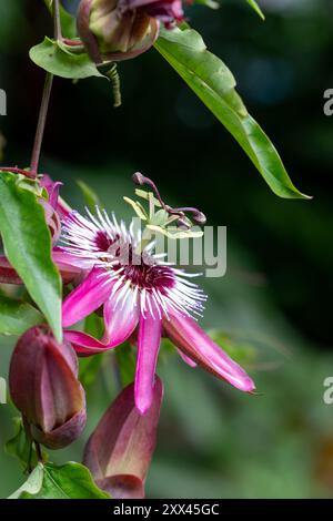 Superbe passiflora rose passion Flowers, poussant dans la serre au RHS Wisley Garden, Surrey, Royaume-Uni. Banque D'Images