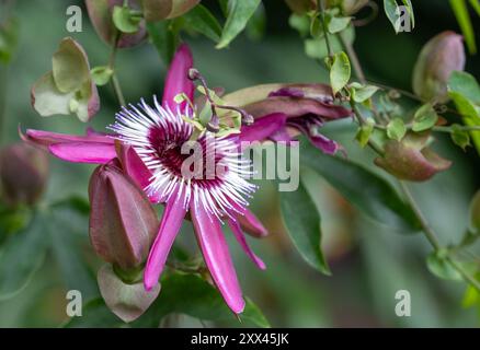 Superbe passiflora rose passion Flowers, poussant dans la serre au RHS Wisley Garden, Surrey, Royaume-Uni. Banque D'Images