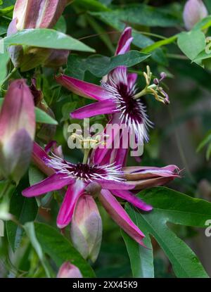 Superbe passiflora rose passion Flowers, poussant dans la serre au RHS Wisley Garden, Surrey, Royaume-Uni. Banque D'Images