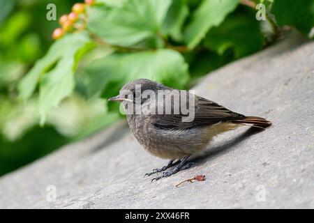 Un rouge noir, Phoenicurus ochruros, perché. Oiseau Banque D'Images