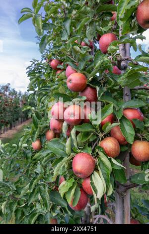 Pommes dans le verger, de nombreuses pommes rouges de la variété Jonagold Banque D'Images