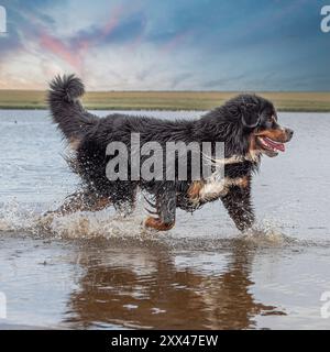 chien de montagne bernois éclaboussant dans l'eau avec un ciel spectaculaire Banque D'Images