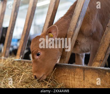 Le jeune veau mange du foin dans la grange. Jeune vache debout dans la grange mangeant du foin. Mignon veau regarde dans l'appareil photo. Banque D'Images