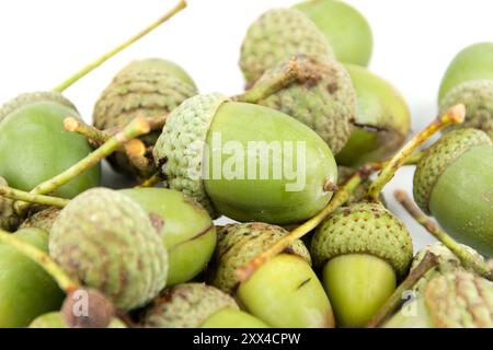 Fruits verts de chêne, groupe de glands encore verts isolés avec du blanc, gros plan Banque D'Images