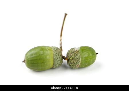 Fruits verts de chêne, groupe de glands encore verts isolés avec du blanc, gros plan Banque D'Images