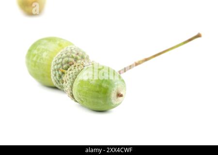 Fruits verts de chêne, groupe de glands encore verts isolés avec du blanc, gros plan Banque D'Images